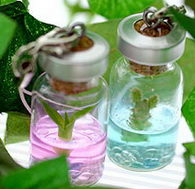 Living plant cellphone strap