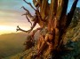 iphone-camera-photo-1