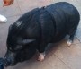 wild-boar-san-diego