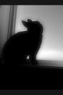 adobephotoshop-iphone3