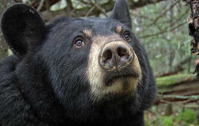 Verizon 3G helps stream bear birth