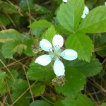 Macro shot of flower