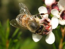 Colony Collapse Disorder (CCD) not caused by mobile phones