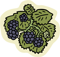 Blackberries