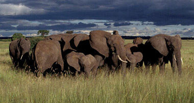 elephants