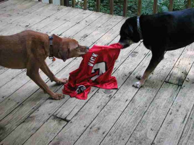 Michael Vick condemns Android dog fighting game