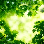 Fresh Leaves