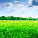 Spring on meadow